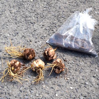 ふるさと納税 えびの市 ユリ球根　鉄砲ユリ白花　16球 |  | 01