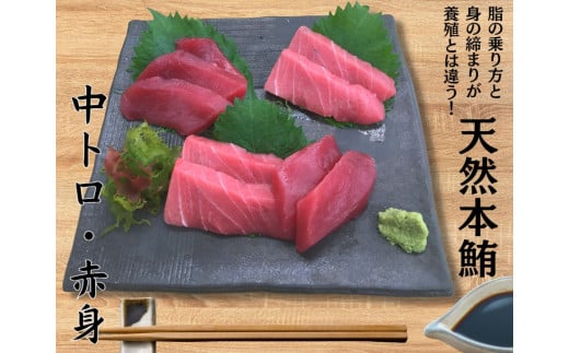 本物の味をお届け！厳選！天然本鮪 中トロ・赤身セット【2026年3月お届け】　M005-021-03