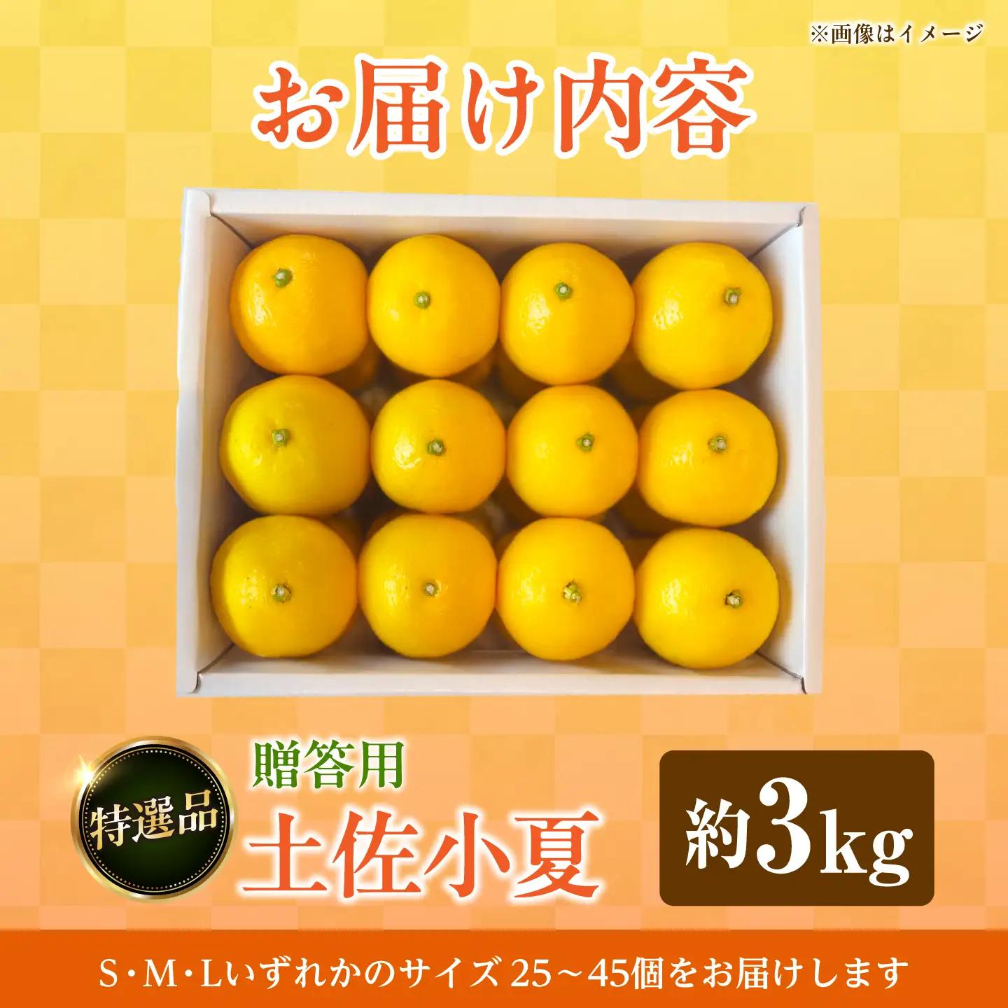 【先行予約】果樹園直送！土佐小夏 特選品贈答用 約3kg〈2027年5月下旬-6月下旬頃発送〉 高知県土佐市 【株式会社SHIRAKI】 [BQAI027]