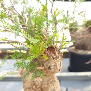 オペルクリカリア・パキプス「塊根植物の王様」(発根管理済) P03 [0426ch]