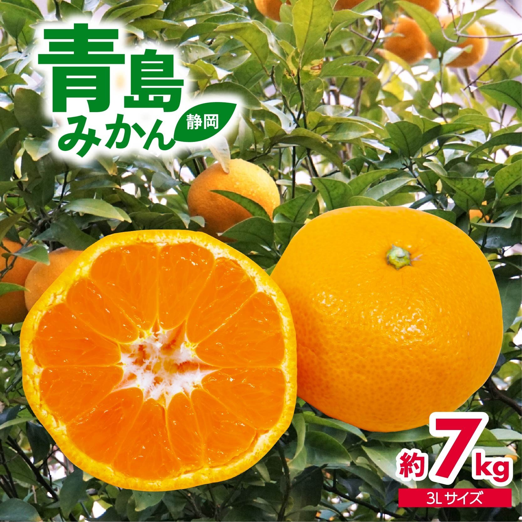 
            【数量限定】2026年1月中旬より順次出荷 静岡県産 特大 青島 みかん 3L 約 7kg 果物 国産 フルーツ 柑橘 蜜柑 ミカン ビタミン 産地直送 【期間限定】≪ mikan mandarin orange 国産 家庭用 お取り寄せ ≫ FG320-3930 静岡県 藤枝市
          
