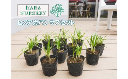 
BS137_ヒメアガパンサス 12セット 花 苗 植物 家庭菜園 花壇 プランター ガーデニング
