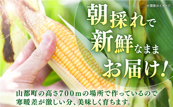 【先行予約】【７月から順次発送】葉付きスイートコーン 計約3kg 山都町産 とうもろこし 【大浜農園】 [YCE003]