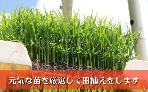 【令和７年産新米予約】南魚沼産コシヒカリ　富三郎　農薬8割減の特別栽培米　肥沃な大地と八海山の雪解け水が育んだ厳選米　無洗米５ｋｇ【2025年10月中旬より順次発送予定】