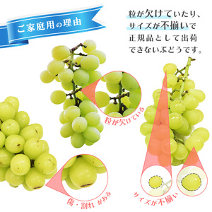 《ご家庭用》シャインマスカットとお任せ1品種 ぶどう 詰合せ セット 計2房（計1kg）山形産【2025年9月中旬頃～10月下旬頃発送予定】　013-B-JF020