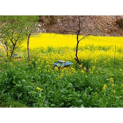 ふるさと納税 豊後大野市 日本ミツバチの純粋蜂蜜　440g |  | 03