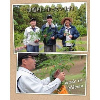 ふるさと納税 南九州市 知覧モリンガ緑茶 |  | 02