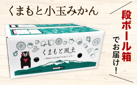 【先行予約】【2か月定期便】訳あり みかん ひとくちもぎたてみかん 約 7kg (7kg×1箱) S-3Sサイズ 訳あり ご家庭用 熊本県産 （荒尾市産含む） 期間限定 フルーツ 果物 旬 冬 柑橘 