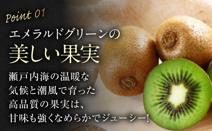 【先行予約】【2026年2月中旬から順次発送】【期間・数量限定】食べ応え抜群！愛媛県産　キウイフルーツ 赤秀4L大玉サイズ （16玉入り） フルーツ キウイ キウイフルーツ デザート 愛媛県大洲市/愛