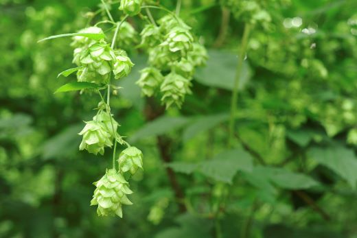 キリン 一番搾り とれたてホップ 生ビール 350ml × 24本 2ケース 【 先行予約 2025年11月4日より順次発送 】  ＜ 遠野産ホップ 使用 ＞  限定 ビール お酒 BBQ 宅飲み 家