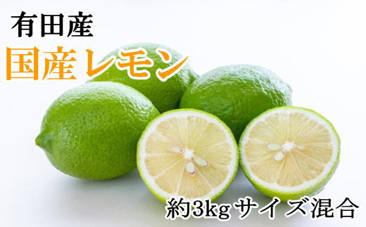 有田産の安心国産レモン約3kg （サイズ混合）※2025年10月中旬〜2026年4月下旬頃に順次発送予定（お届け日指定不可）【tec943A】