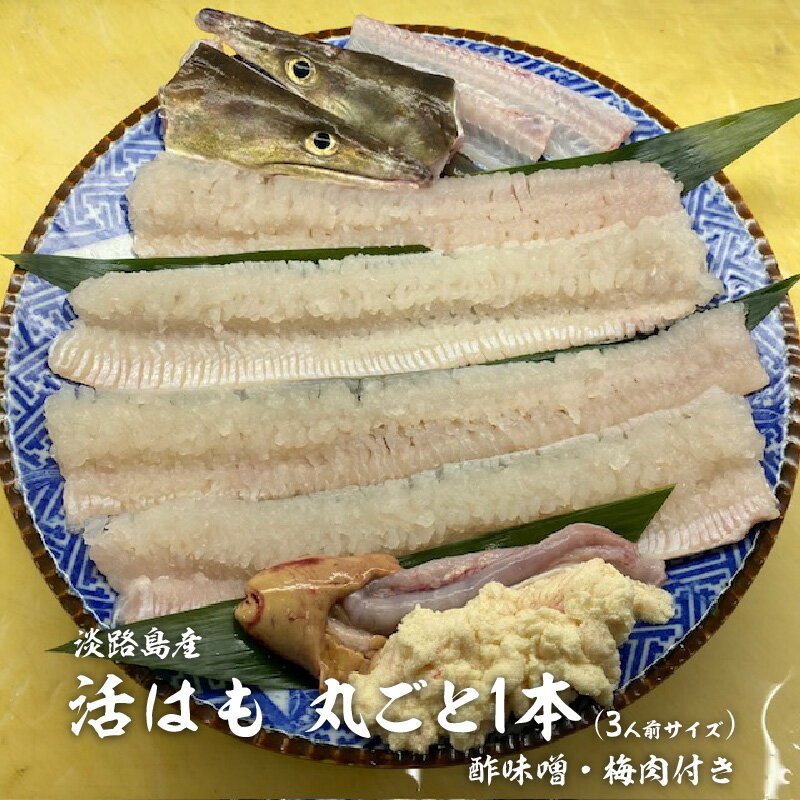 【ふるさと納税】 【先行予約】淡路島産活はも 丸ごと1本　3～5人前サイズ　酢味噌・梅肉付き　※2026年5月上旬より順次発送予定【国産 淡路島 ハモ 鱧 湯引き 天ぷら しゃぶしゃぶ 鍋 骨切り済】