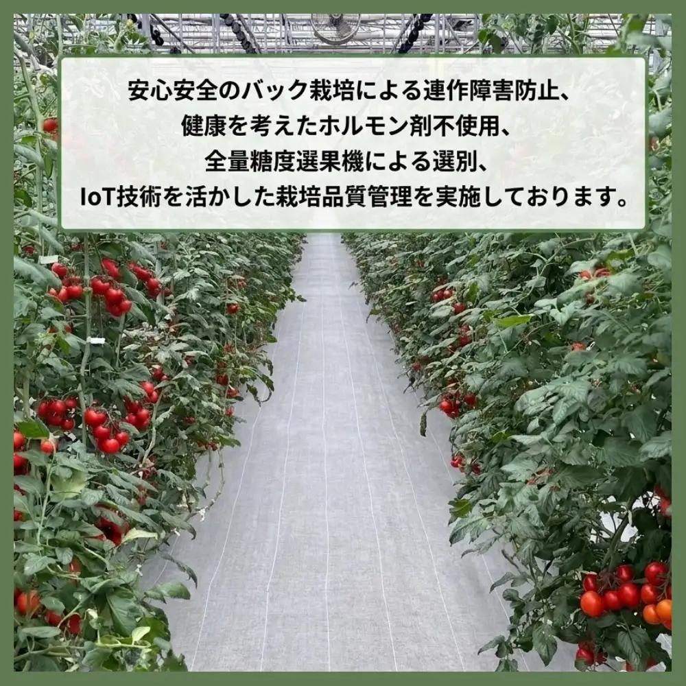 トマトジュース 高糖度「あまえっこ」使用 無添加濃厚トマトジュース 2本【1484072】