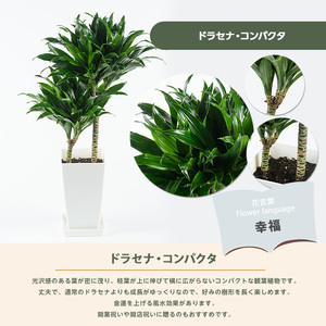 2026年4月上旬～発送【観葉植物】ドラセナ・コンパクタ 55cm～75cm(JAいぶすき/018-2018) 観葉植物 植物 グリーン 鉢 おしゃれ 大型 インテリア 室内 開店祝い 新築祝い 引越