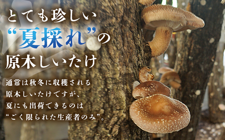 ＜夏季限定 原木生しいたけ（優品） 100g×5パック＞『2026年5月～10月に順次出荷予定』 合計500g 数量限定 期間限定 夏採れ 原木生椎茸 しいたけ シイタケ きのこ 優品 バーベキュー 