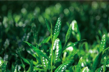 ほうじ茶500ｇ３個入り