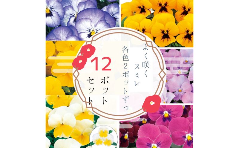 パンジー花苗セット　よく咲くスミレ12ポットセット / 花　パンジー　よく咲くスミレ　花苗　花き品評会理事長賞受賞生産者直送　ガーデニング 花壇 苗 苗木 花の苗 花の苗物