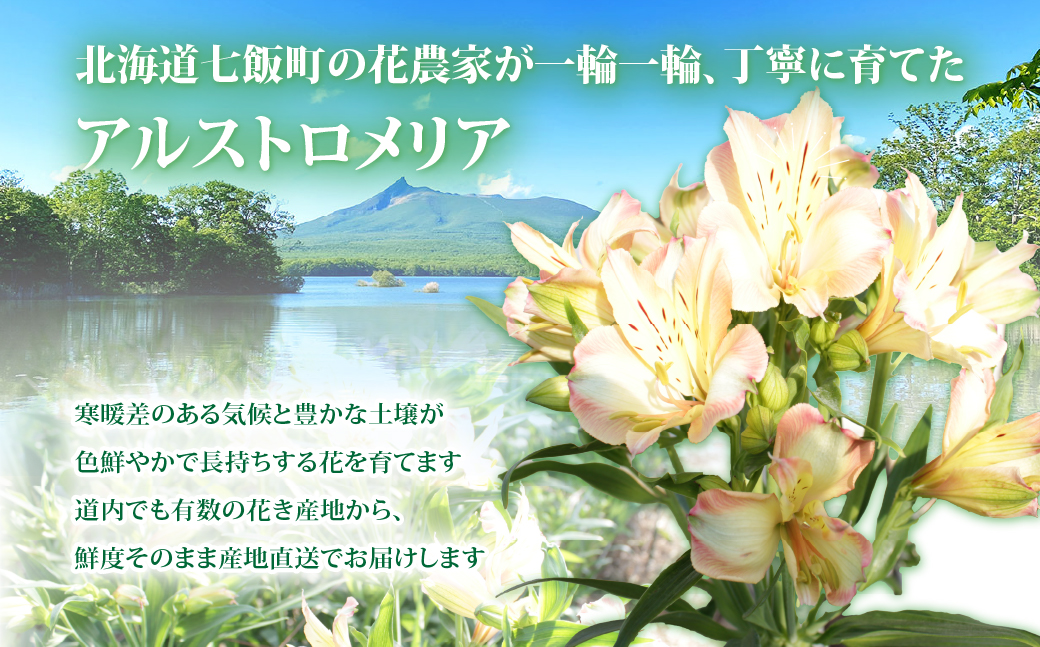 アルストロメリアの花束(30本) NABL001