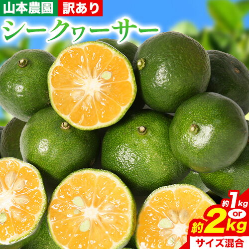 【ふるさと納税】【訳あり】 和歌山県産 シークヮーサー 選べる 約1kg 約2kg （サイズ混合） 山本農園 《10月上旬-1月上旬頃出荷》和歌山県 日高川町 柑橘 果物 フルーツ シークワーサー ライム レモン