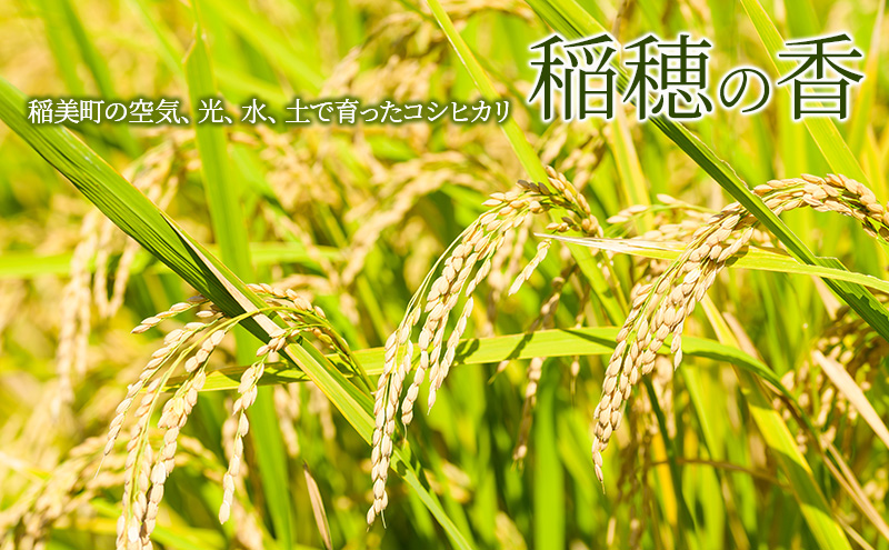 【令和7年産】米 コシヒカリ 稲穂の香 10kg 精米 白米 お米 こめ コメ 最高級米 ご飯 ごはん こしひかり 兵庫県産 兵庫 兵庫県 稲美町