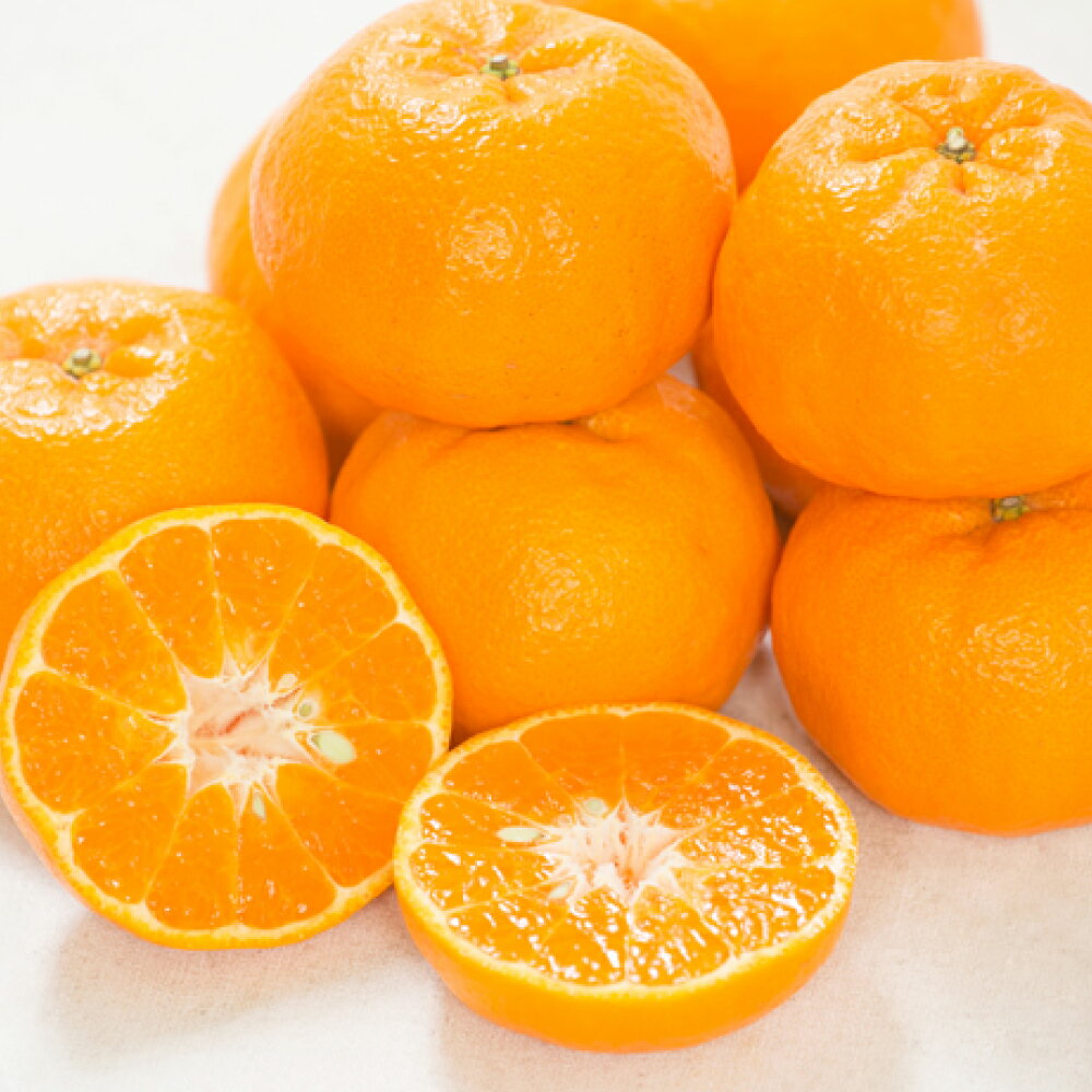 【ふるさと納税】【訳あり】 ぽんかん〈選べる〉約5kg or 約10kg みかん 蜜柑 果物 フルーツ 柑橘 デザート おやつ お取り寄せ 国産 愛媛県 送料無料【2026年1月下旬～2月上旬発送予定】【えひめの町（超）推し！（愛南町）】(563)(564)