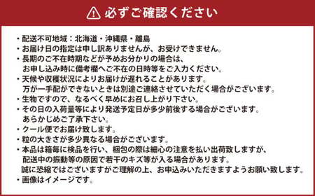 ご家庭用 岡山県産 ニューピオーネ 約600g（600g×1房） 【2026年8月下旬～9月下旬迄発送予定】 果物 くだもの フルーツ ぶどう ブドウ 葡萄
