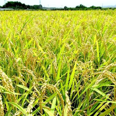 ふるさと納税 名護市 令和7年産 精米 羽地米(ひとめぼれ) 5kg |  | 02