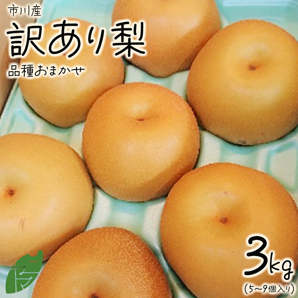 【ふるさと納税】市川産　訳あり梨　3kg（品種おまかせ）　【12203-0464】 なし ナシ 市川のなし 果物 くだもの フルーツ 訳アリ 家庭用 市川市 ヤマニ果樹農園