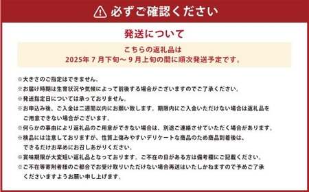 ミニトマト 約6kg 野菜 トマト キャロルセブン とまと 高糖度 浦臼産 北海道産 国産 6kg 北海道 浦臼町 【2025年7月下旬～9月上旬発送予定】