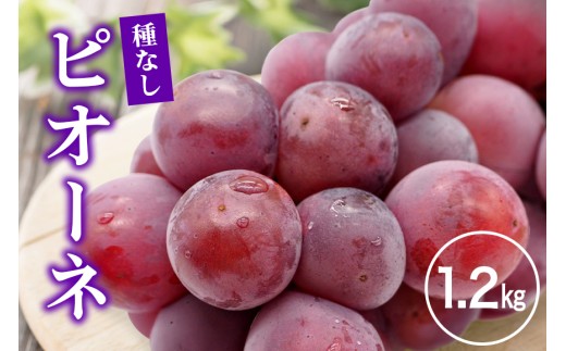 【2026年先行予約】ピオーネ1.2kg ぶどう ブドウ 葡萄 果物 くだもの フルーツ A01-017