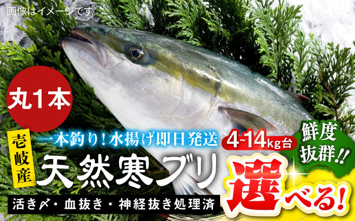 
            【選べるサイズ4～14キロ台】壱岐島産天然寒ブリ（4～14キロ台・丸もの） 《壱岐市》【壱岐島　玄海屋】[JBS002] ぶり 寒ぶり ブリ 魚 刺身 しゃぶしゃぶ のし プレゼント ギフト
          