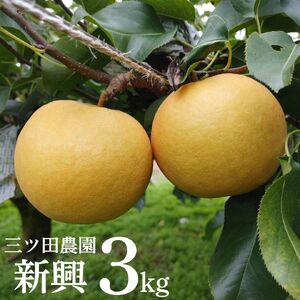 【期間限定】新興 3kg 三ツ田農園 ※10月上旬～10月下旬頃に順次発送予定 梨 なし 新興 しんこう 果物 くだもの フルーツ 甘い バランス みずみずしい 赤梨 大玉 鳥取県 湯梨浜町 名産 特産品 新鮮 人気 定番 おすすめ 送料無料 贈答 進物 プレゼント 11M