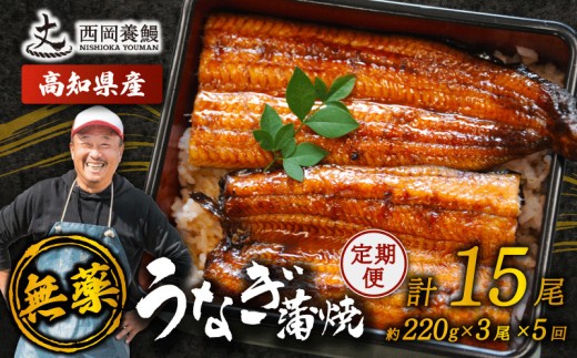 完全無投薬 うなぎ蒲焼 定期便 計15尾 ( 220g × 3尾 × 5回 ) 国産 鰻 厳選 無薬 うなぎ 蒲焼き かば焼き 人気 特製タレ 鰻蒲焼き 湯煎 簡単調理 タレ 山椒 セット 旨味 風味 うな重 土用の丑の日 夏バテ対策 ギフト 贈り物 贈答 お取り寄せ グルメ 高級 うなぎ料理 こだわり うな丼 ひつまぶし 冷凍 高知県産 ランキング おすすめ 西岡養鰻 安芸市 高知県