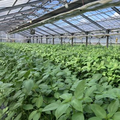 ふるさと納税 唐津市 佐賀県産ハウスモロヘイヤ　1kg(100g×10袋) |  | 01