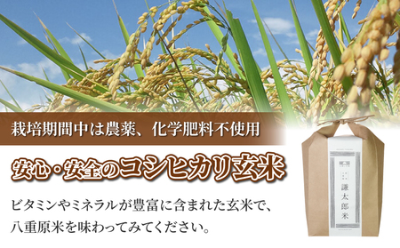 【太陽と大地】令和7年産「八重原産コシヒカリ玄米「極」（栽培期間中農薬化学肥料不使用）４kg」