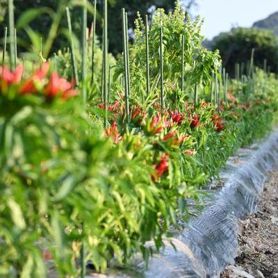 ふるさと納税 糸島市 いとネロ ホットソース (ミニ) 50ml×1本 糸島市 [ACR004] |  | 01