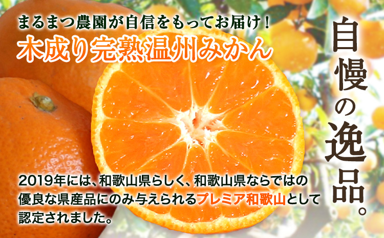 木成り完熟 温州みかん ミックスサイズ 10kg まるまつ農園《12月上旬-1月上旬頃より出荷》 和歌山県 日高川町 温州みかん みかん 完熟