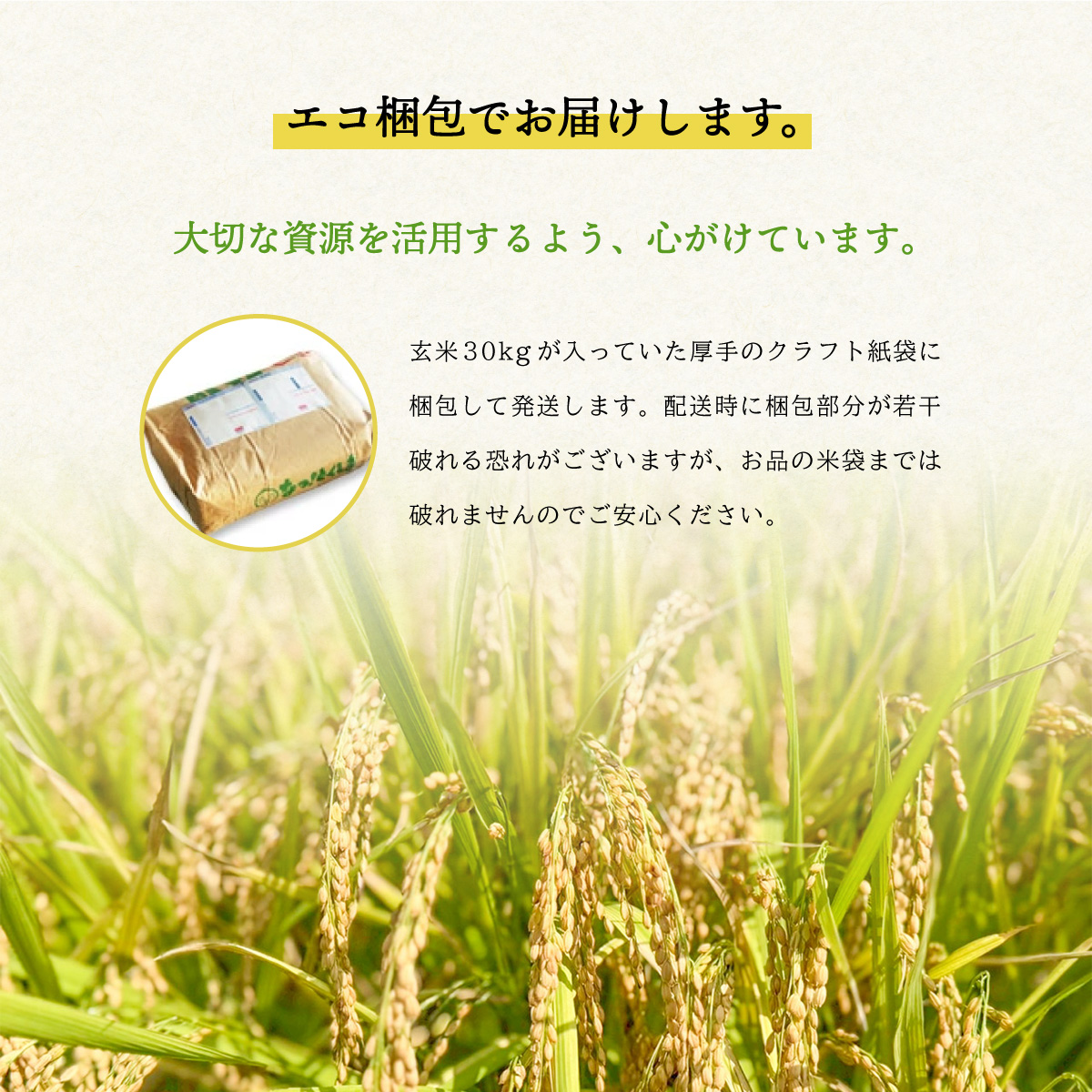 【先行予約】はなえちぜん 白米 5kg×6回 6ヶ月連続 定期便 30kg 真空パック ハナエチゼン 米 簡易梱包 エコ梱包【８月下旬以降順次お届け】