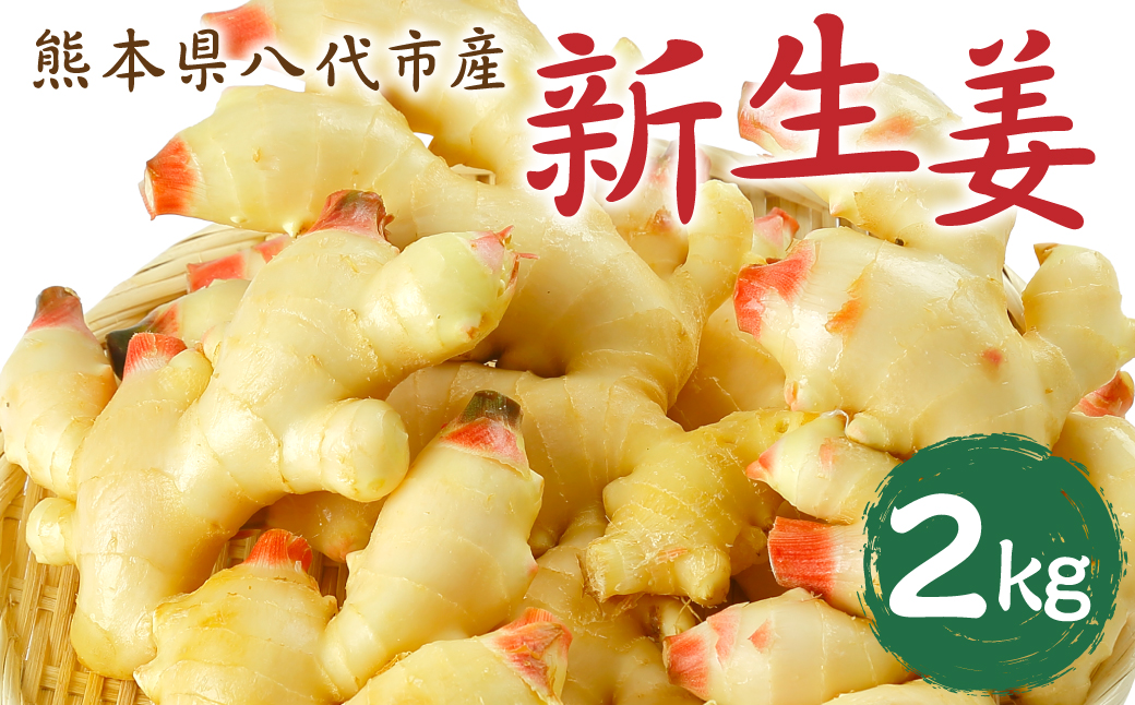 【先行予約】 熊本県八代市産 新生姜2kg 季節限定 しょうが ショウガ ガリ ジンジャー 野菜 食品 温活 冷え対策 旬 【2026年9月上旬より順次発送】