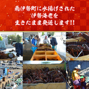 特大　活き伊勢海老Ｄコース 1尾（500～600g）　山金商店　／　伊勢えび　エビ　海老　伊勢志摩産