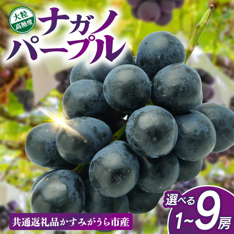 【ふるさと納税】ナガノパープル ＼ 選べる房数・熨斗対応 ／ 種なし 皮ごと 甘い フルーツ 果物 くだもの ぶどう ブドウ 葡萄 甘い 新鮮 季節限定 秋 期間限定 旬 旬の果物 季節の果物 茨城(県内共通返礼品:かすみがうら市産)