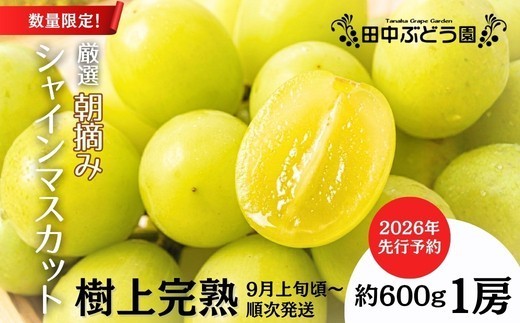 
                  ＜2026年発送分　先行予約受付中！！＞ 厳選朝採りシャインマスカット 約600g 1房 ｜ 樹上完熟 産地直送 厳選 朝採りフルーツ ぶどう 果物 大粒 高級 ブドウ 葡萄 ギフト 大阪 河内長野 田中ぶどう園 1房 お試し 少額
                