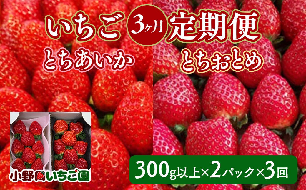 
            【定期便】＜いちご3ヶ月定期便＞先行受付 とちあいか とちおとめ 300g以上2パック計3回 | 完熟 朝摘み 苺 いちご イチゴ とちあいか とちおとめ 食べ比べ 果物 フルーツ 秀品 贈答 栃木県 壬生町 産地直送 ※2026年1月上旬頃より順次発送予定
          