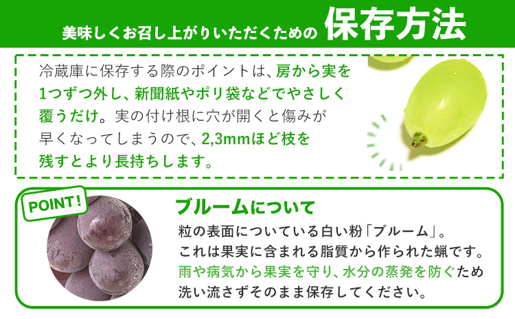 【先行予約】訳あり シャインマスカット・ニューピオーネ 詰め合わせ 約1.2kg 2房《9月中旬-11月上旬頃出荷》岡山県 浅口市 果物 くだもの ぶどう 葡萄 マスカット フルーツ デザート 優品