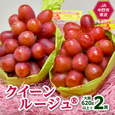 【2026年発送】JA中野市産地直送!クイーンルージュ(R)大房620g以上×2房(1.2kg以上)【配送不可地域：離島】【1478916】