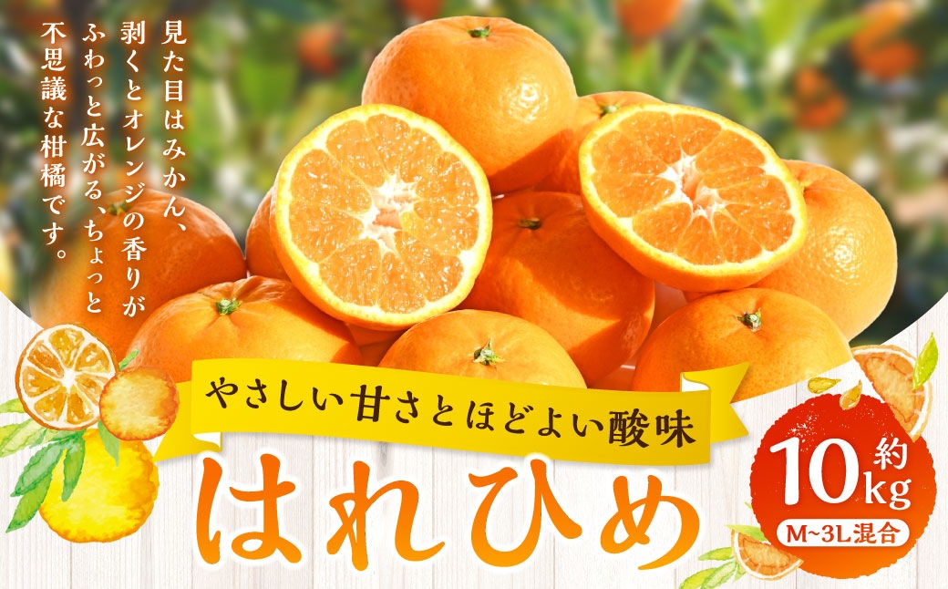
                  【 やさしい甘さとほどよい酸味 】 はれひめ 約10kg みかん ミカン オレンジ 柑橘 柑橘類 柑橘系 くだもの 果物 フルーツ 果実 果汁 果肉 国産 愛媛県産 【 2027年1月上旬～2月上旬発送予定 】 ( 1061 )
                