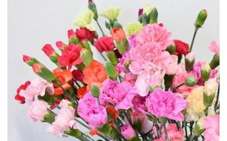 宮田村産『カーネーション』の花束（通常発送、11月～翌3月発送）[ カーネーション 花束 ]