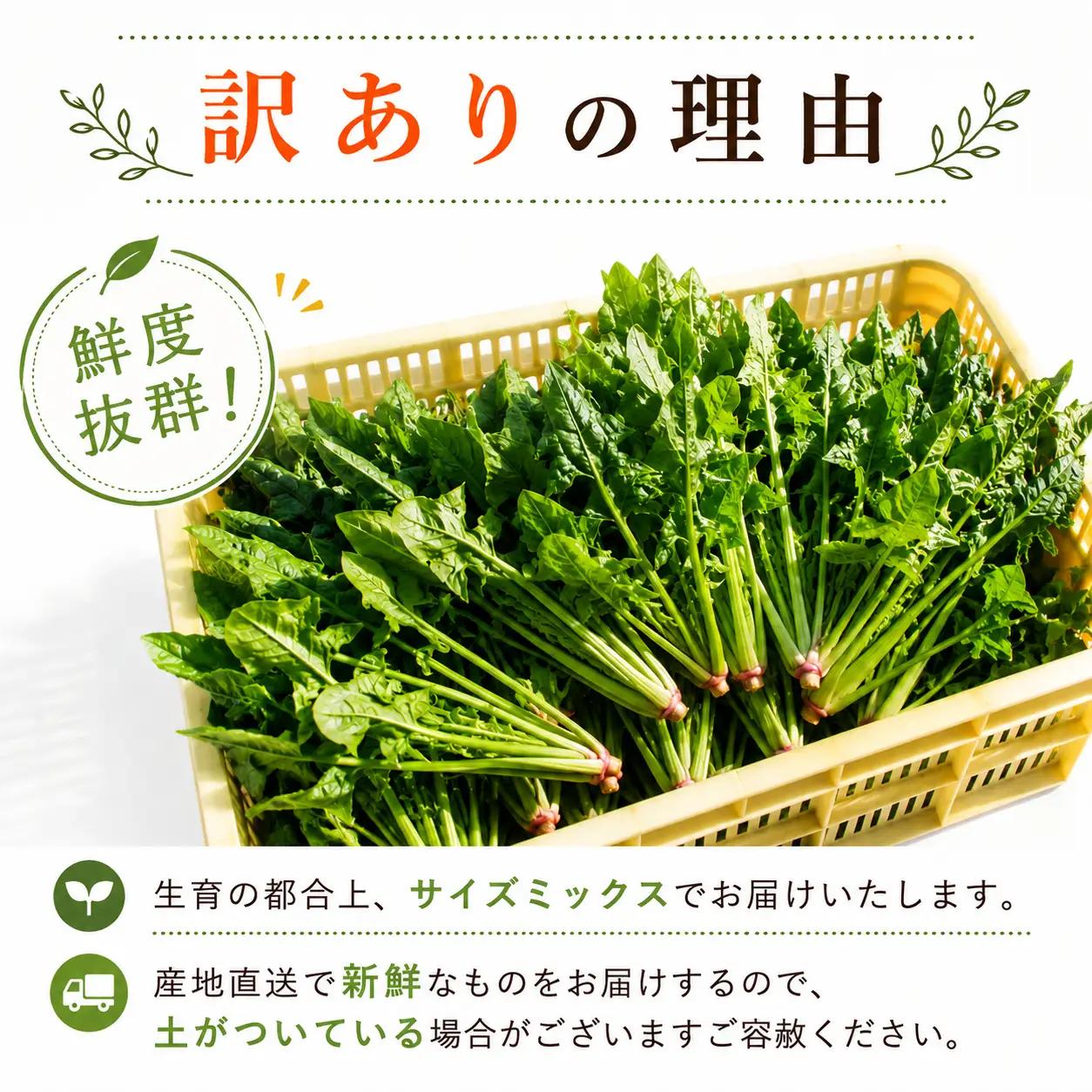 ほうれん草 200g×20袋 ほうれん草 ほうれんそう 【先行予約】