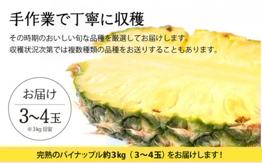 2026年 先行予約 完熟 パインアップル 約3kg 水鴨農園 パイン パイナップル 果物 フルーツ 約3kg