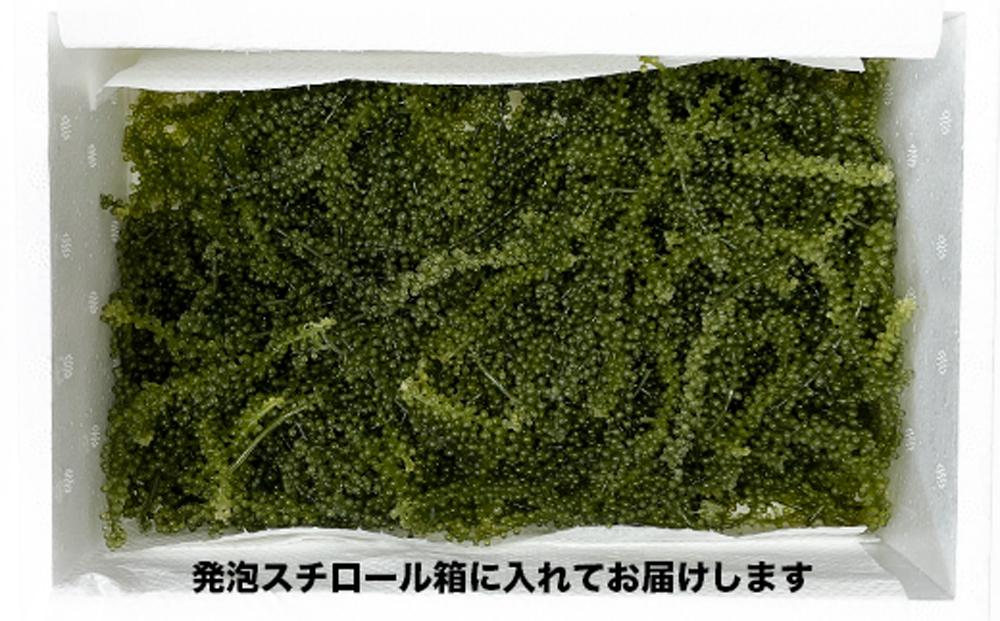 新鮮！海ぶどう300g I  海ぶどう 沖縄海ぶどう 海藻 ぷちぷち食感 ギフト おつまみ 沖縄県 南城市 ふるさと納税 一般社団法人 南城市観光協会 南城市地域物産館